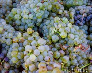 Grenache Blanc Clusters