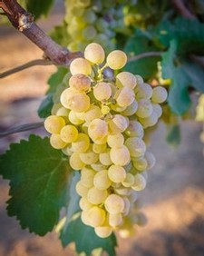 Bourboulenc 2018 grapes