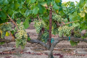 Roussane Vine with many grapes