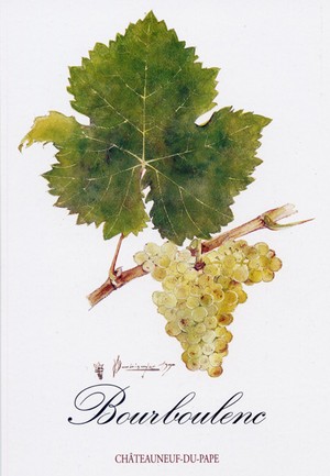 Painting of the Chateauneuf du Pape Bourboulenc grapes