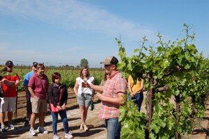 Tour Guide explaining the grapes in the vineyard to the tour members