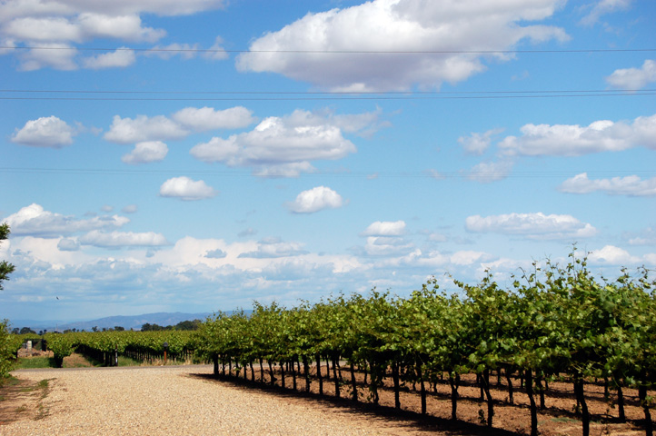 Photo of Estate Vineyard